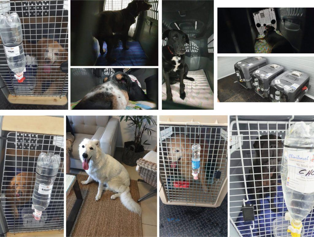 Live Animals Transport